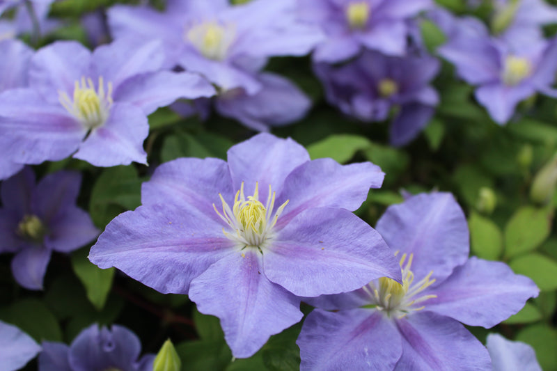 Clematis &