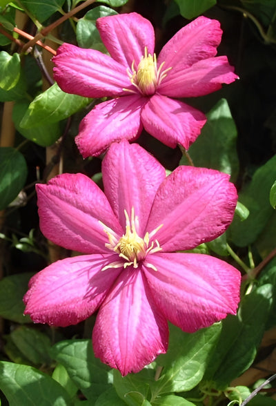 Clematis Tickled Pink – Vigorous Pink Climbing Plant
