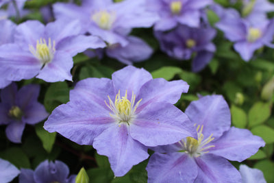 Clematis ‘Zara’ (Evipo062) – Compact Pale Blue Patio Clematis (3L Plant) The Rose Press Garden