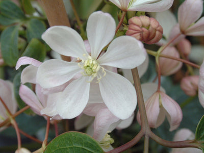 Clematis armandii ‘Apple Blossom’ – Evergreen Pink Clematis (3L Plant) The Rose Press Garden