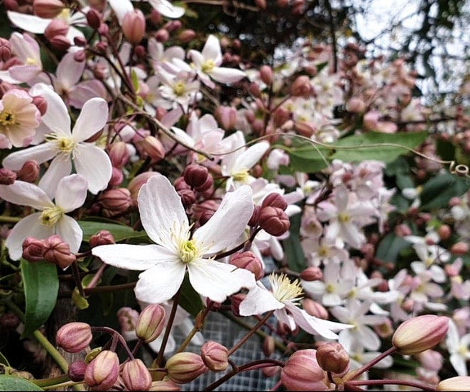 Clematis &