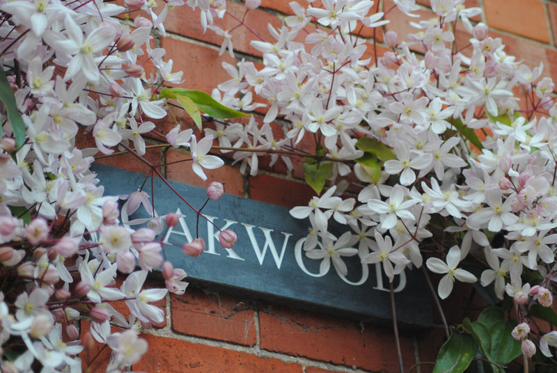 Clematis armandii ‘Apple Blossom’ – Evergreen Pink Clematis (3L Plant) The Rose Press Garden