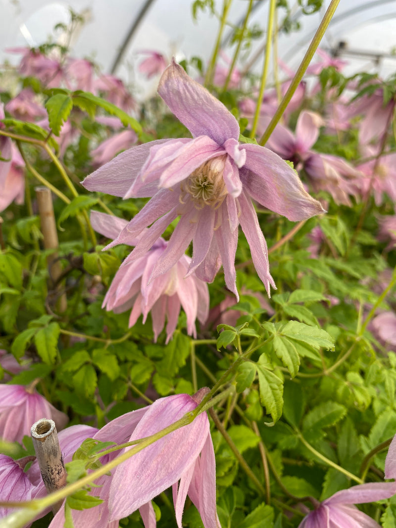 Clematis macropetala ‘Markham’s Pink’ – Rosy Bell Spring Clematis (3L Plant) The Rose Press Garden