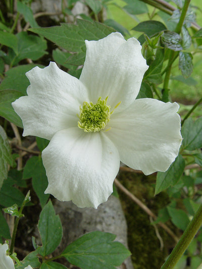 Clematis montana ‘Alba’ – Classic White Mountain Clematis (3L Plant) The Rose Press Garden