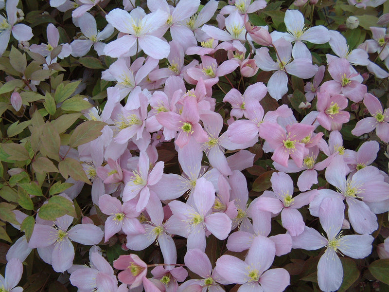 Clematis &