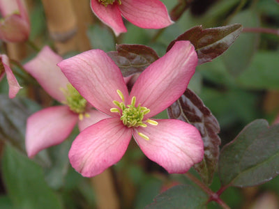 Clematis 'Montana Vera' (1 x 3L pot)