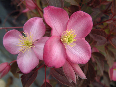 Clematis montana ‘Vera’ – Soft Pink Mountain Clematis (3L Plant) The Rose Press Garden