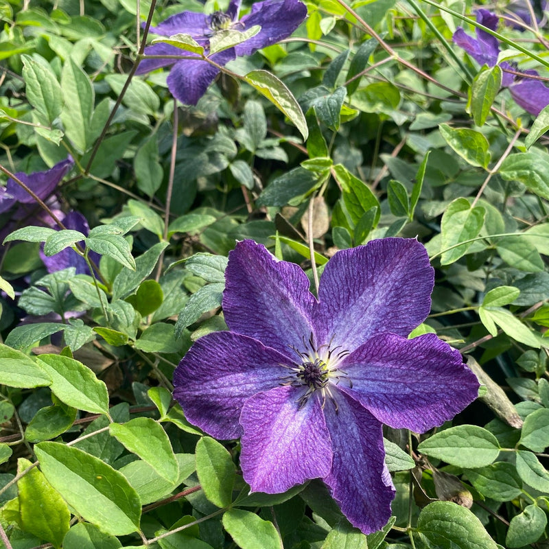Clematis &
