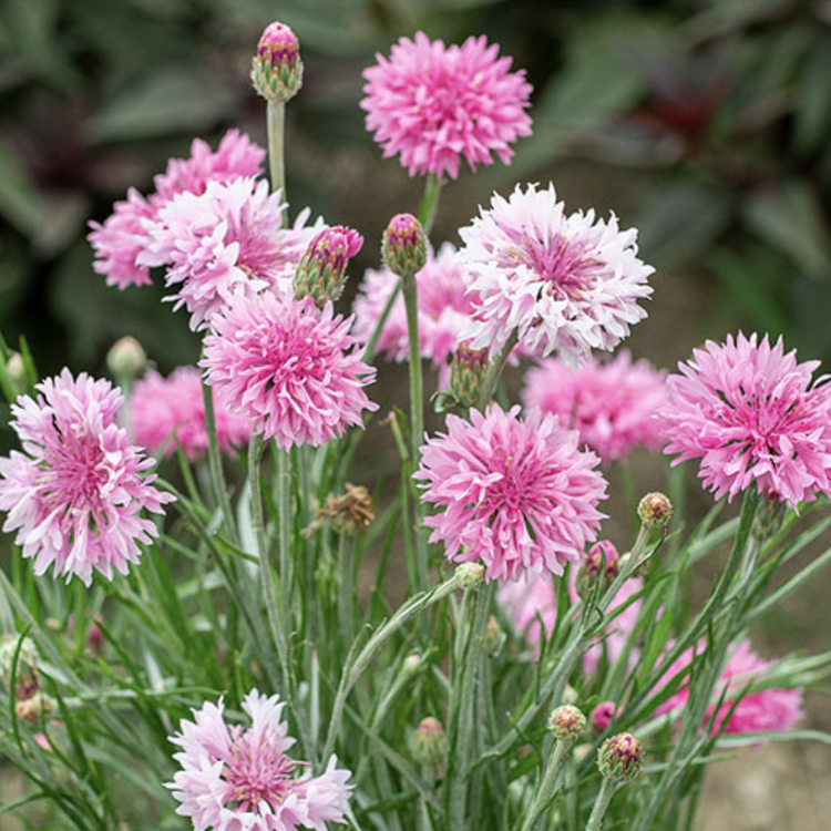 Cornflower &