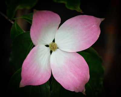 Cornus kou Teutonia Tree The Rose Press Garden