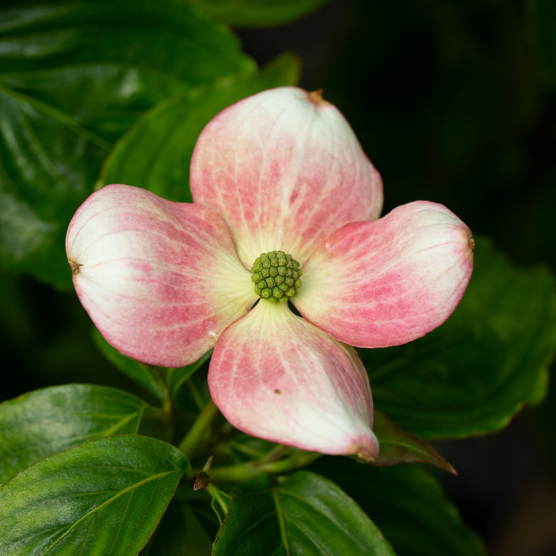 Cornus Florida Tree (12l container)