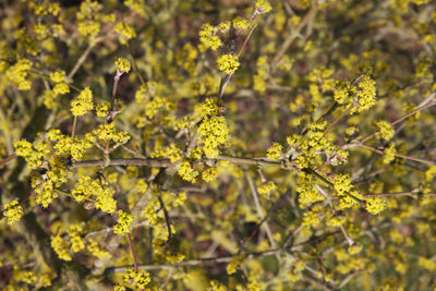 Cornus mas Tree The Rose Press Garden