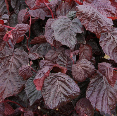 Corylus ave Red Majestic® Tree The Rose Press Garden