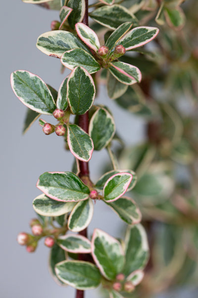 Cotoneaster x sue Juliette Tree The Rose Press Garden