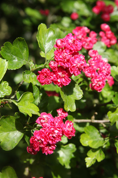 Crataegus x med Pauls Scarlet Tree The Rose Press Garden