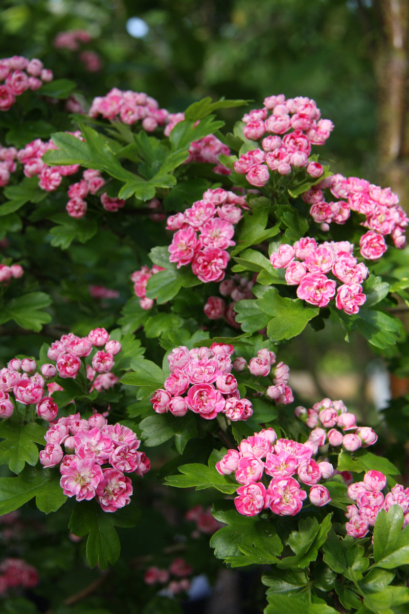 Crataegus x media &
