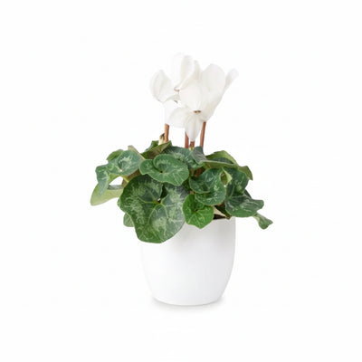 White Cyclamen 13cm Pot - Elegant Indoor Plant The Rose Press Garden