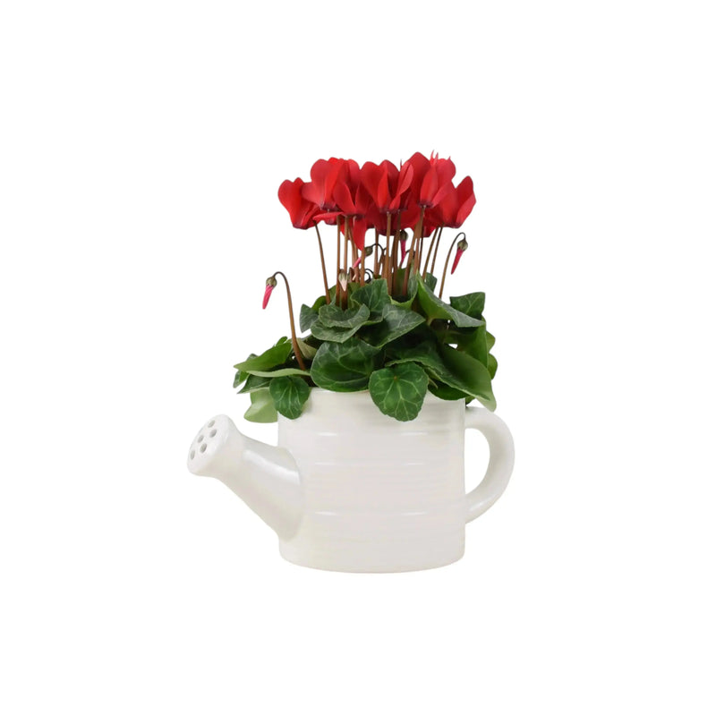 Ceramic Watering Can with Cyclamen – Indoor Plant Gift in Decorative Pot The Rose Press Garden
