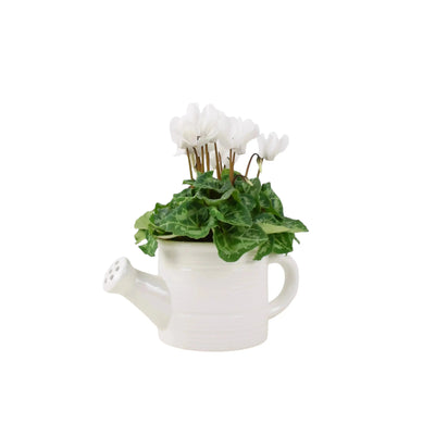 Ceramic Watering Can with Cyclamen – Indoor Plant Gift in Decorative Pot The Rose Press Garden