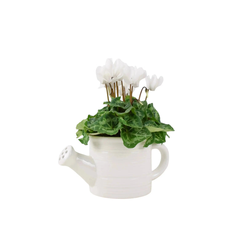 Ceramic Watering Can with Cyclamen – Indoor Plant Gift in Decorative Pot The Rose Press Garden