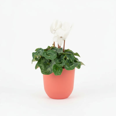 White Cyclamen 13cm Pot - Elegant Indoor Plant The Rose Press Garden