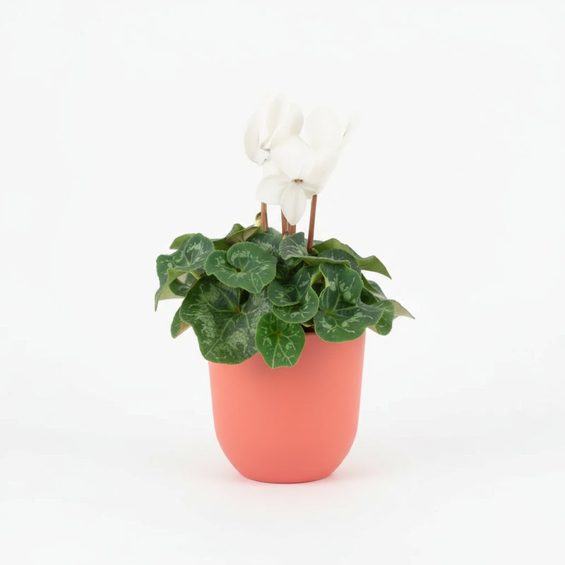 White Cyclamen 13cm Pot - Elegant Indoor Plant The Rose Press Garden