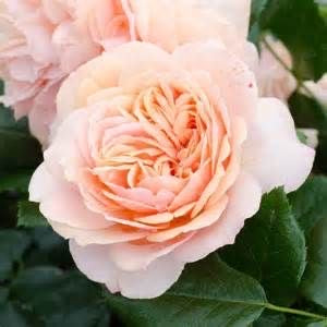 Shrub Rose &