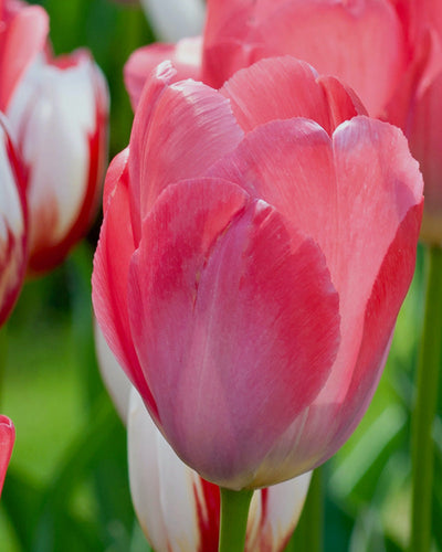 Tulip Van Eijk Bulbs – Triumph Tulip, Mid-Spring Pink Tulip (15 per Bag) The Rose Press Garden