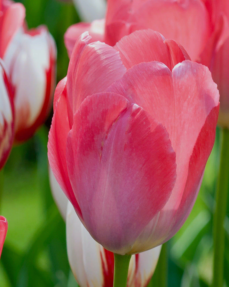 Tulip Van Eijk Bulbs – Triumph Tulip, Mid-Spring Pink Tulip (15 per Bag) The Rose Press Garden