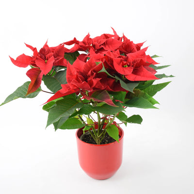 Poinsettia Red in 13cm Red Ceramic Pot – Festive Indoor Christmas Plant Gift The Rose Press Garden
