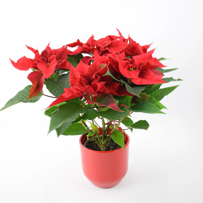 Poinsettia Red in 13cm Red Ceramic Pot – Festive Indoor Christmas Plant Gift The Rose Press Garden
