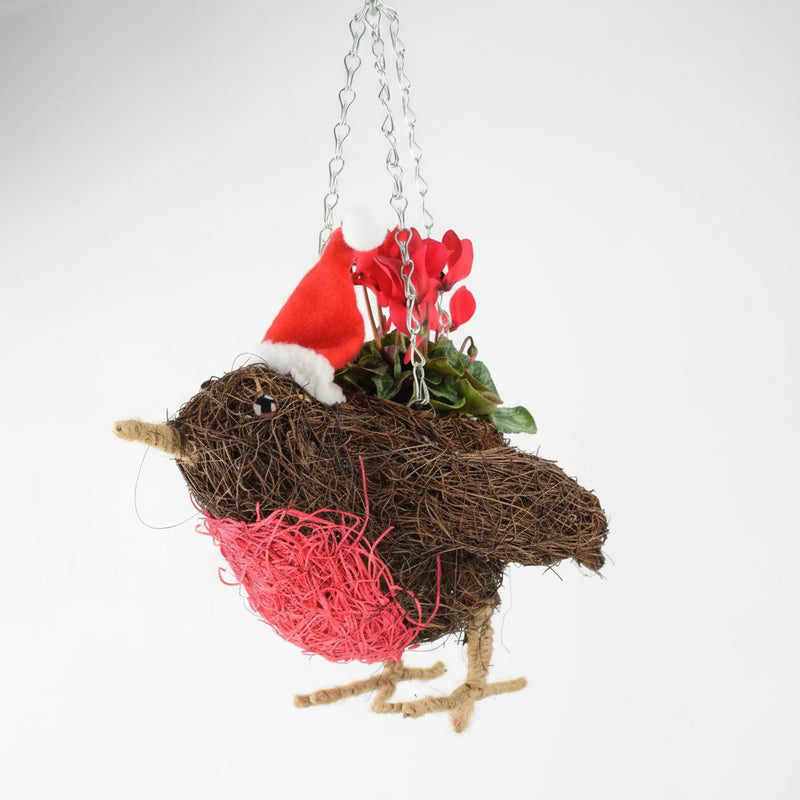 Christmas Robin Hanging Basket - Red Cyclamen Festive Planter The Rose Press Garden
