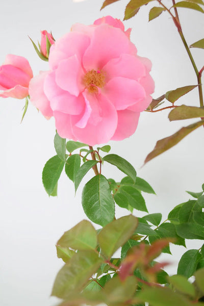 You're Beautiful Rose  5.5L Pot - Fragrant Pink Floribunda Rose The Rose Press Garden