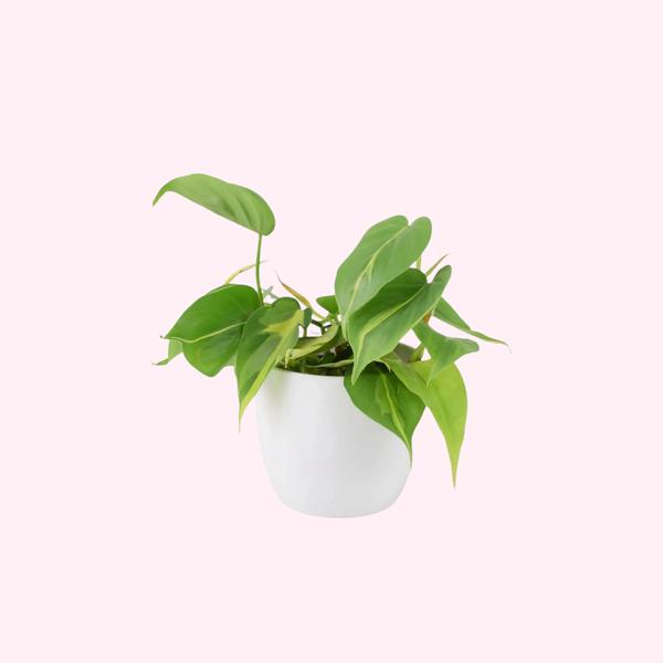 philodendron brasil trailing Philodendron 'Brasil' – Variegated Trailing Houseplant