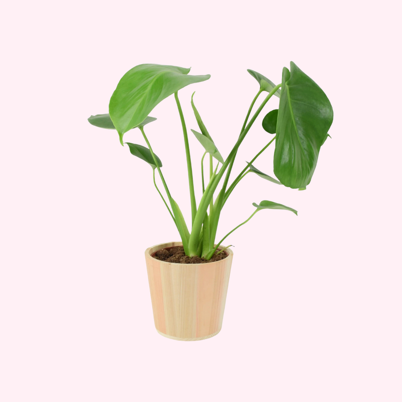 Monstera Deliciosa ‘Swiss Cheese Plant’ – 12cm | The Rose Press Garden