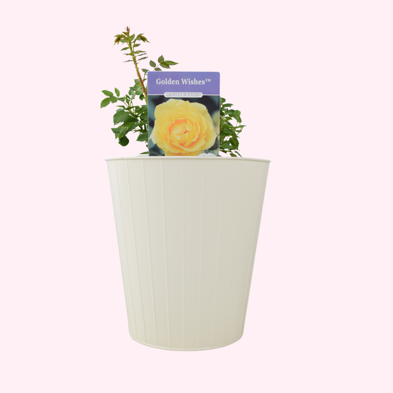 Rose ‘Golden Wishes’ – Yellow Patio Rose (5.5L Pot) | The Rose Press Garden