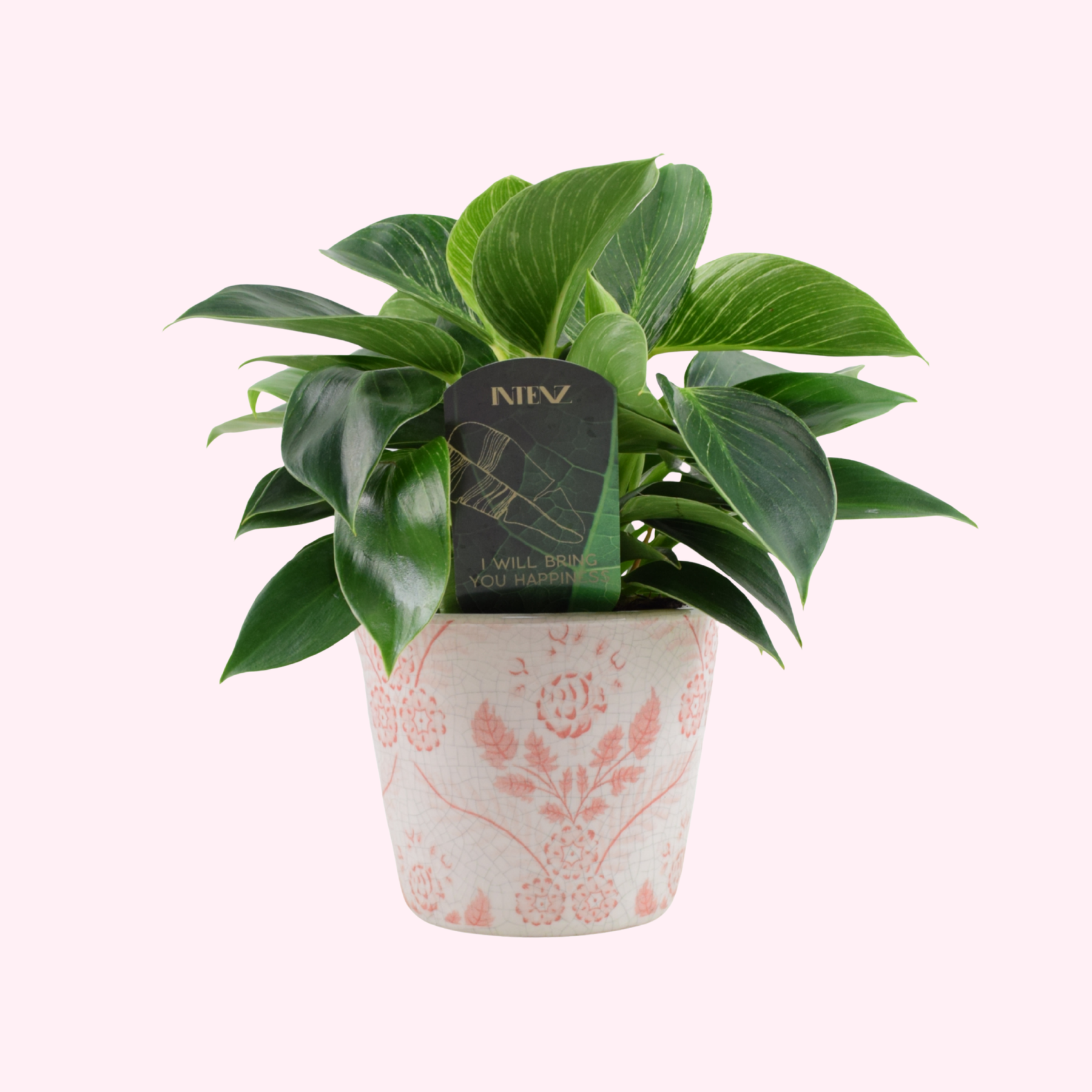 philodendron wave Philodendron 'White Wave' – 12cm Luxury Pot