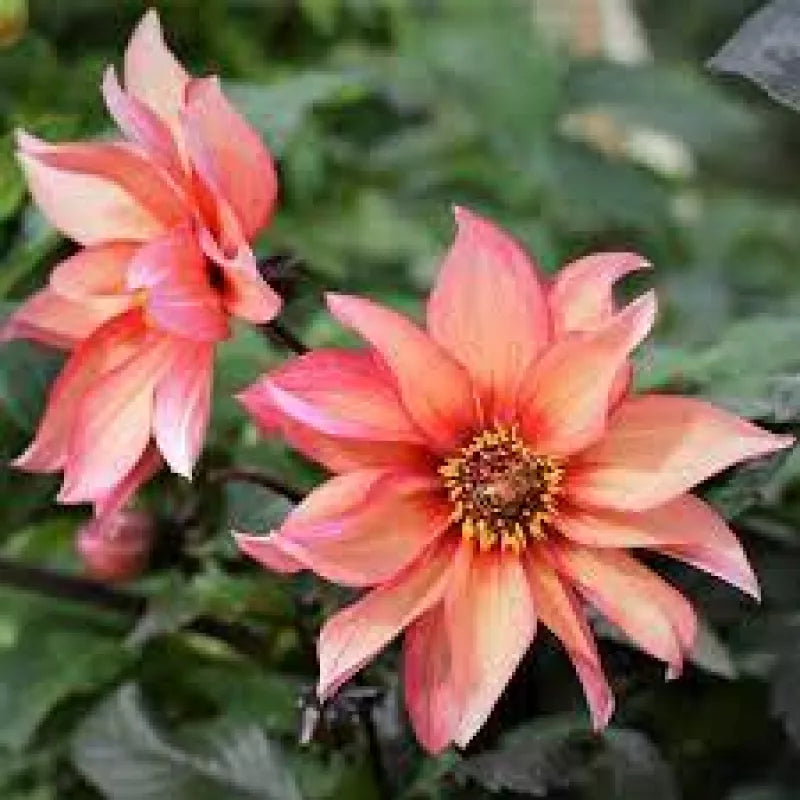 Dahlia &