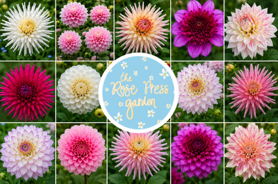 Dahlias