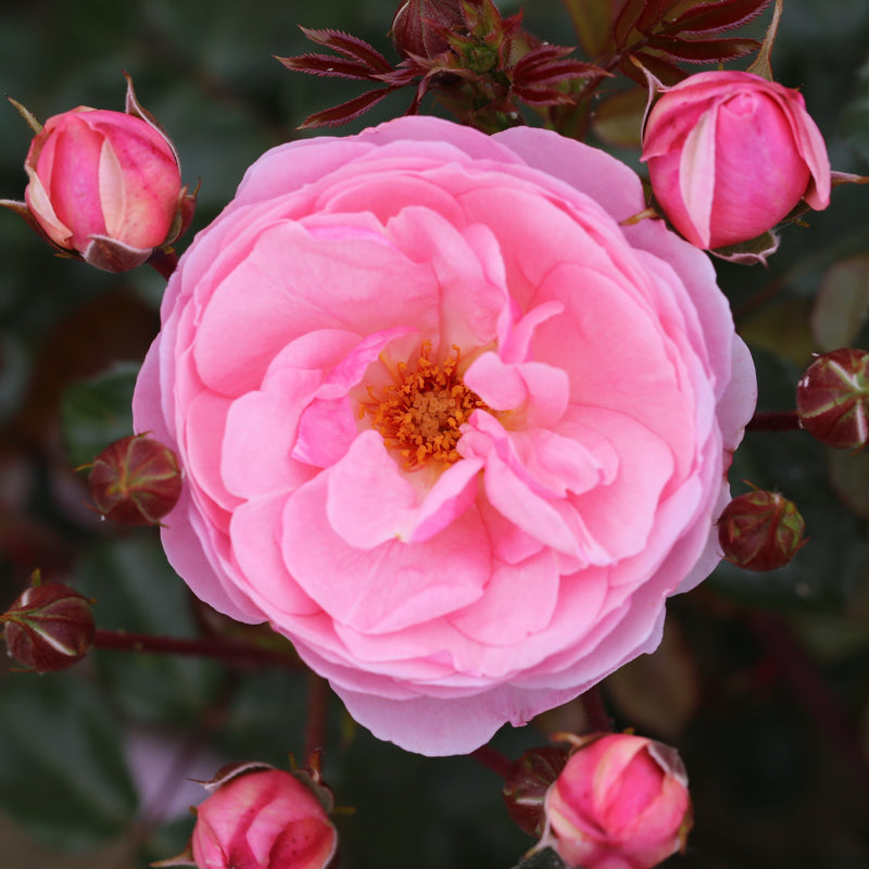 Darling – Floribunda Rose (Bare Root, Pre-Order) The Rose Press Garden