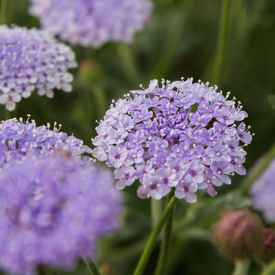 Didiscus 'Blue Lace' (SEED SACHET ONLY) The Rose Press Garden