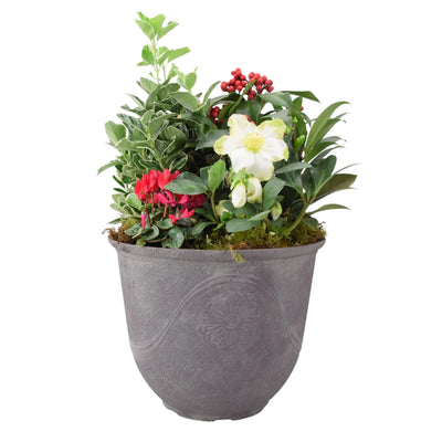Premium Festive Planter – Winter Plants in Antique Slate Effect Planter for Front Door The Rose Press Garden