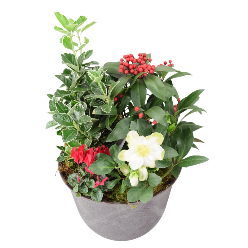 Premium Festive Planter – Winter Plants in Antique Slate Effect Planter for Front Door The Rose Press Garden