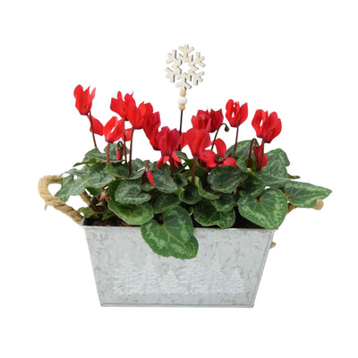 Red Cyclamen Christmas Trough - Festive Indoor & Outdoor Plant Gift The Rose Press Garden