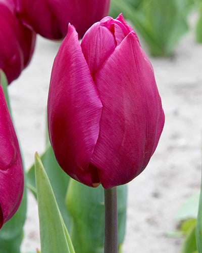 Tulip ‘Purple Prince’ Triumph Tulip Bulbs – Deep Purple Spring Flowers