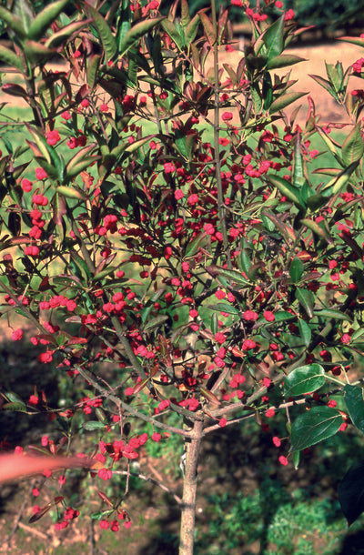 Euonymus ham Indian Summer Tree The Rose Press Garden