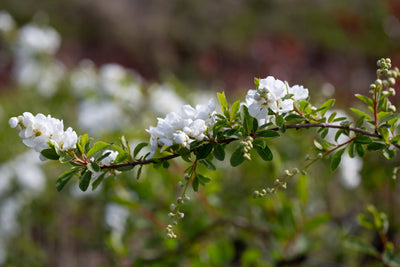 Exochorda x mac The Bride Tree The Rose Press Garden