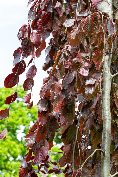Fagus syl Black Swan Tree The Rose Press Garden