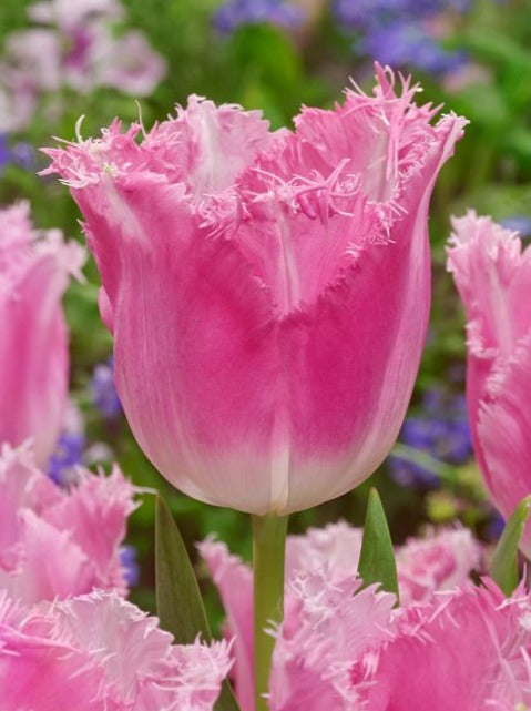 Tulip &
