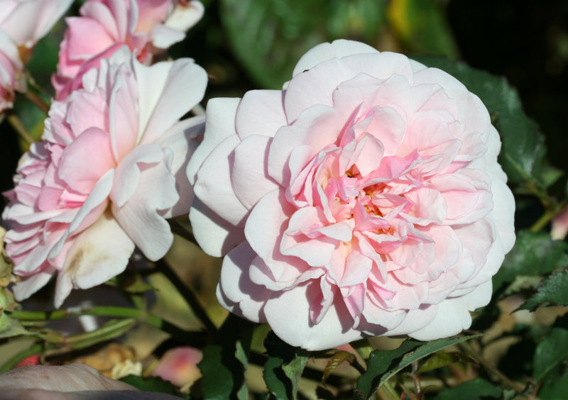Felicia (Traditional Rose Shrub x 1 Bare Root) *PREORDER*
